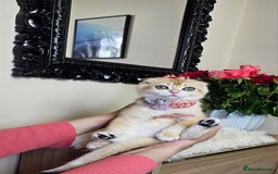 Scottish Fold cats for sale: READY NOW-TICA-SCOTTISH FOLD GIRL  - Image 20