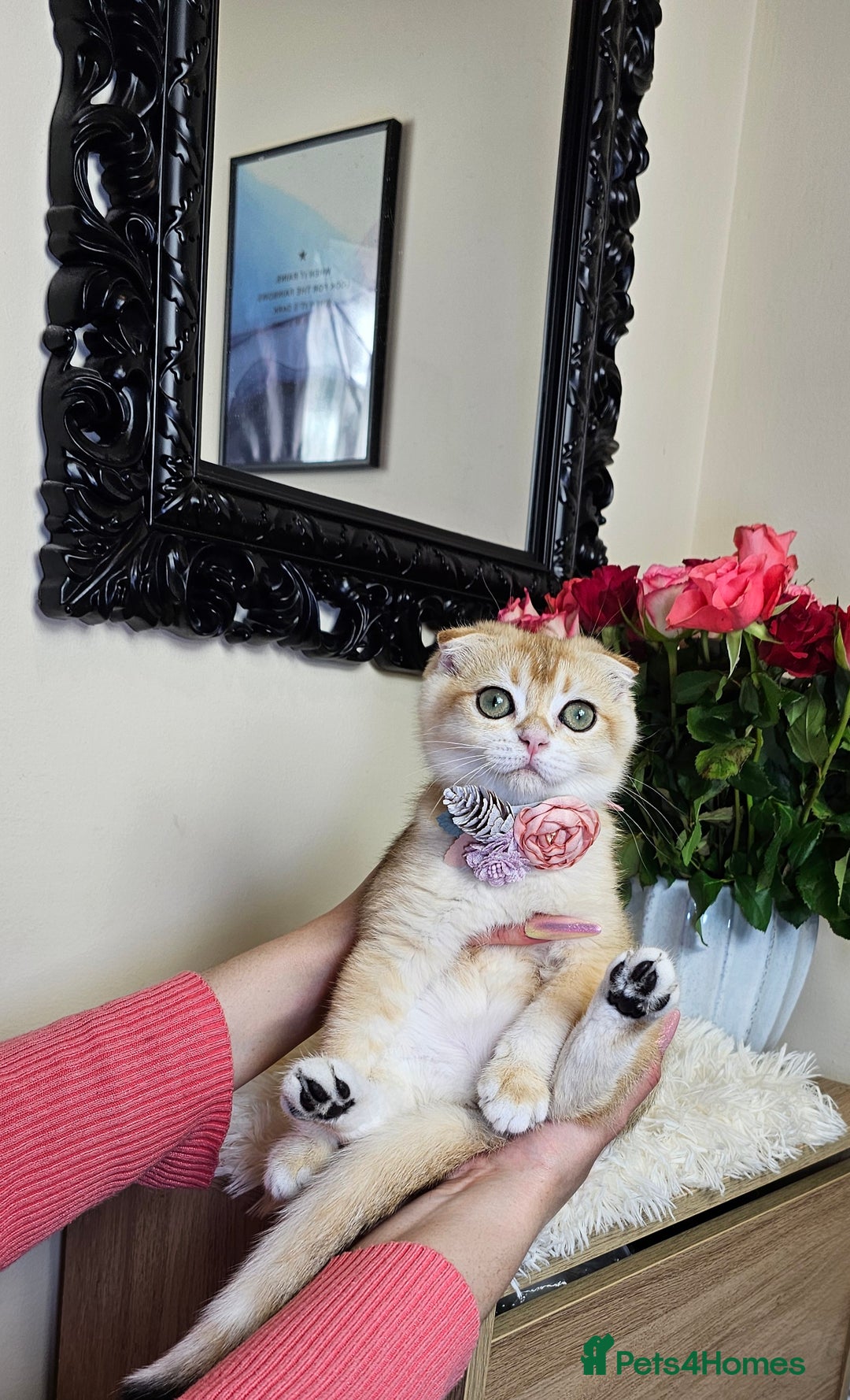 Scottish Fold cats for sale: READY NOW-TICA-SCOTTISH FOLD GIRL  - Image 20