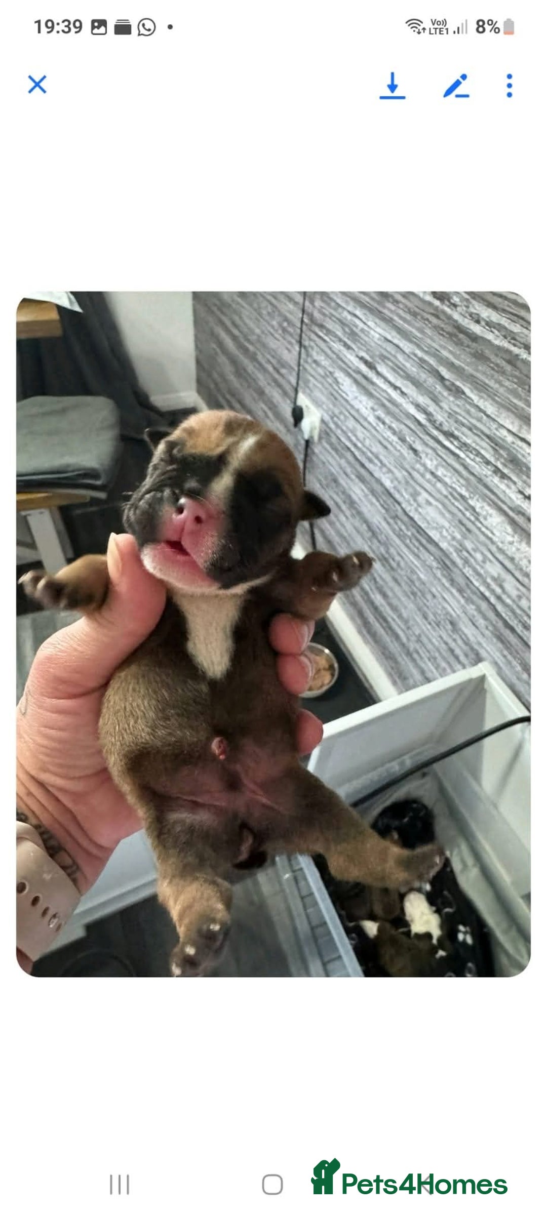 English Bulldog dogs for stud: Charlie for stud lilac and tan fullsuit - Image 10