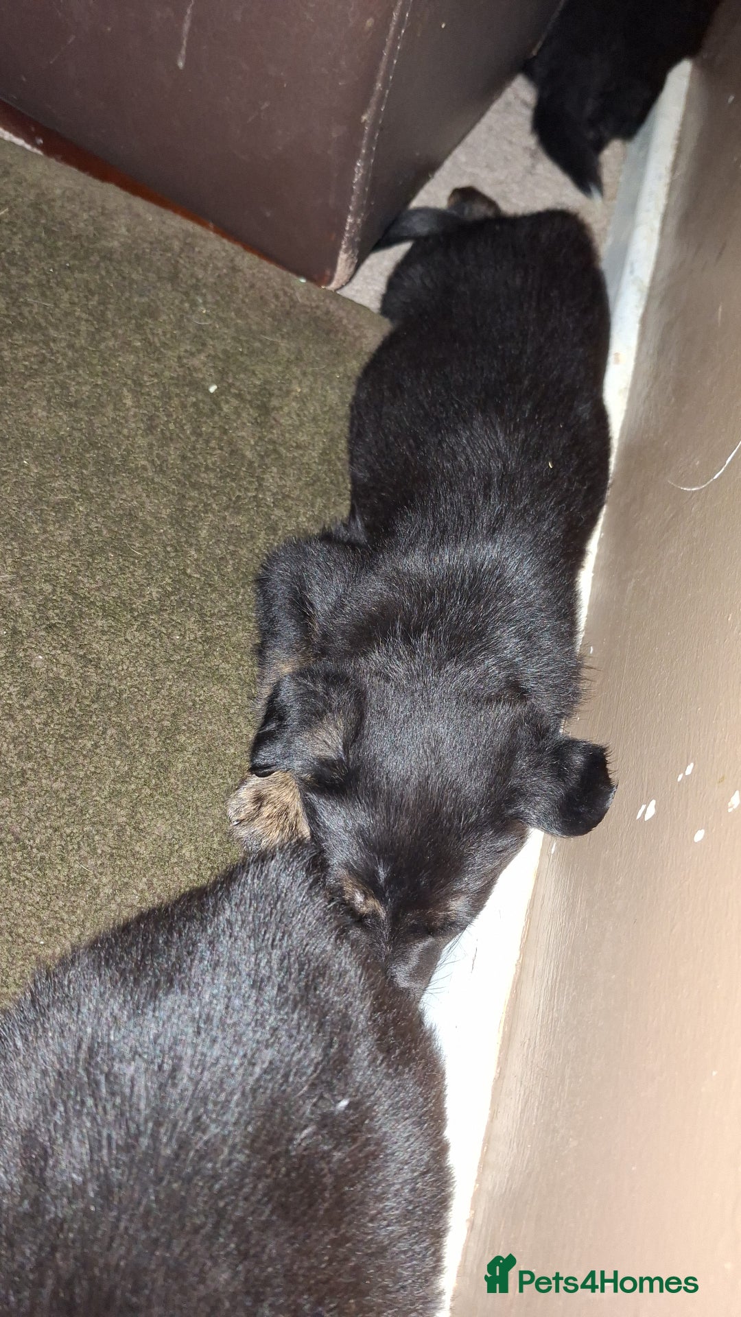 Mixed Breed dogs for sale: Puppies - Advert 15