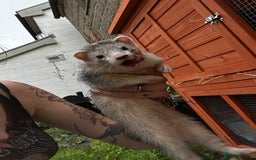 Ferret rodents for sale: Jill Ferret - Image 2