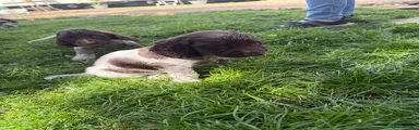 Cocker Spaniel 3