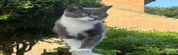 Mixed Breed cats for sale: 2 Gorgeous Female kittens available now  in Horsham - Advert 1
