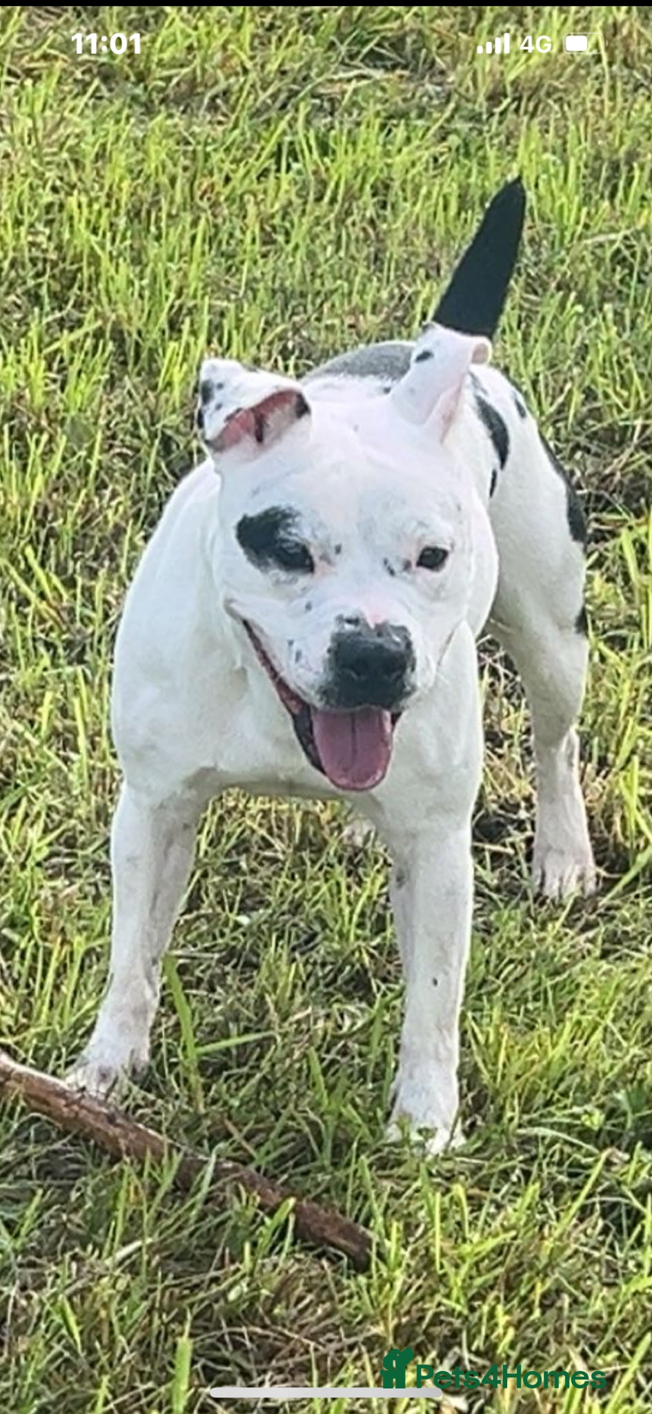 Mixed Breed dogs Male staffy x - Advert 1