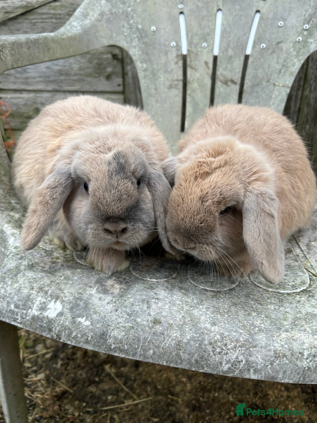 Mini Lop rabbits for sale: Harli mini lop bucks - Advert 1