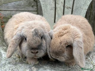 Mini Lop rabbits Harli mini lop bucks - Advert 1