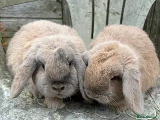 Mini Lop rabbits Harli mini lop bucks - Advert 10