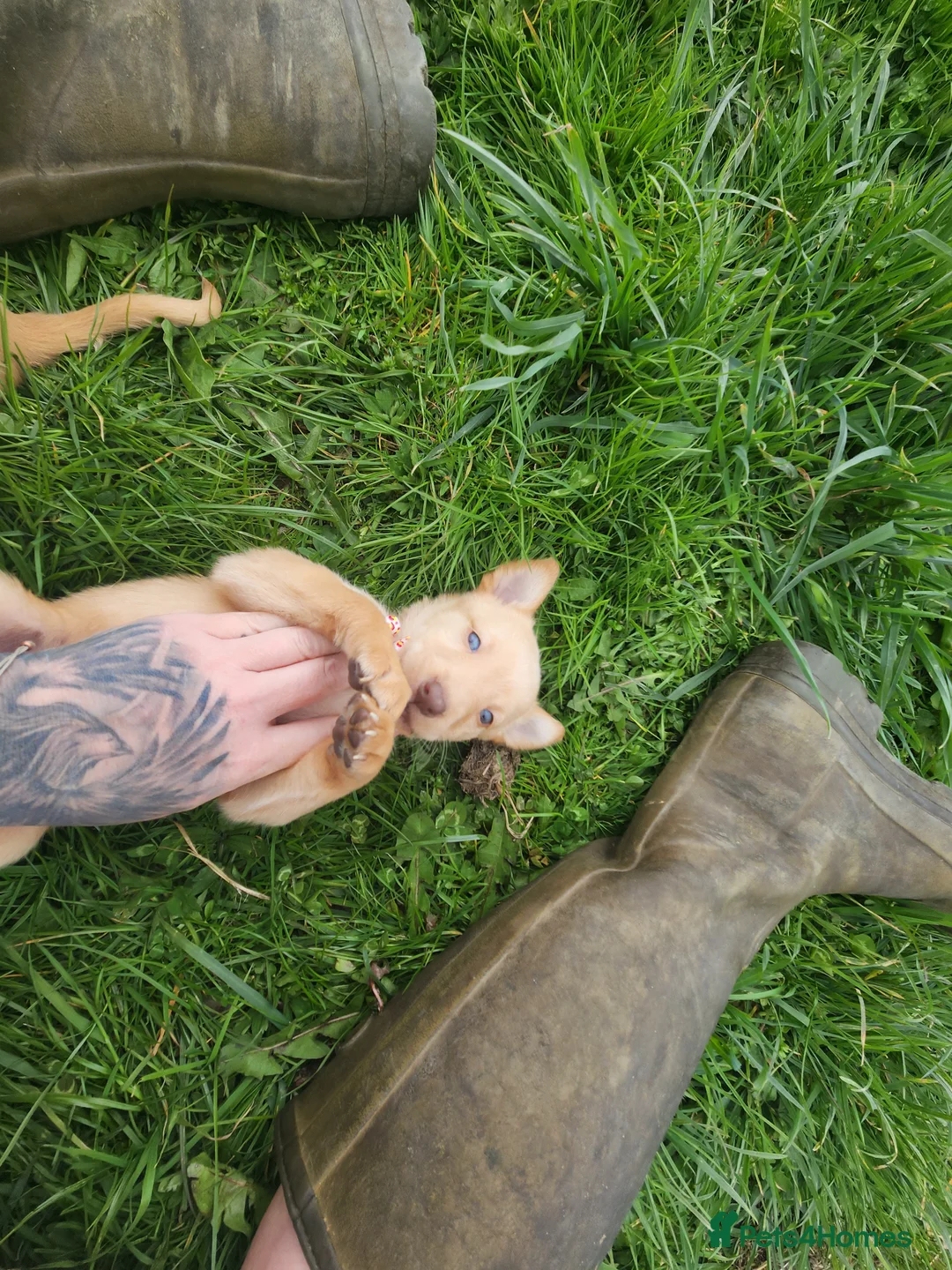 Australian Kelpie dogs for sale: Kelpie puppies in Sheffield - Advert 12