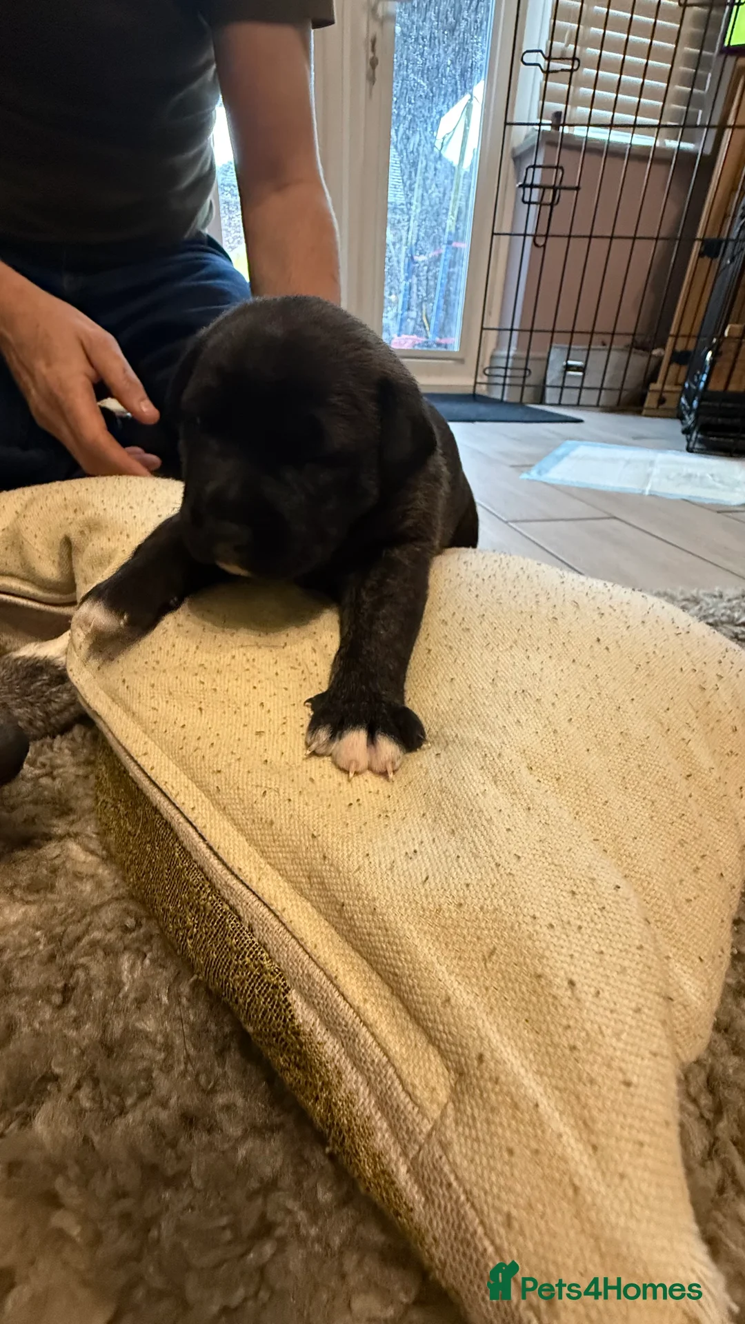 German Shepherd dogs for sale: German shepherd x Puppies - Advert 8