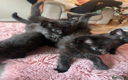 Norwegian Forest Cat cats for sale: Norwegian forest/ Bombay kittens  - Image 3