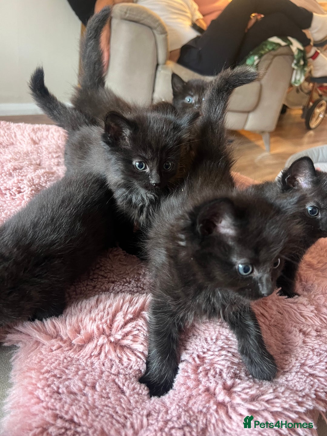 Norwegian Forest Cat cats for sale: Norwegian forest/ Bombay kittens  - Image 3