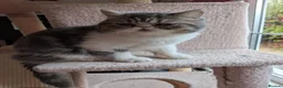 Exotic cats for sale: Beautiful Exotic Boy - Advert 2