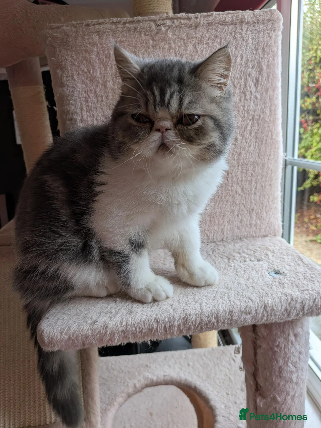 Exotic cats for sale: Beautiful Exotic Boy - Advert 2