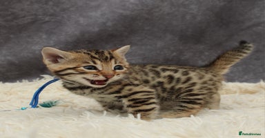 Bengal cats - Advert 10
