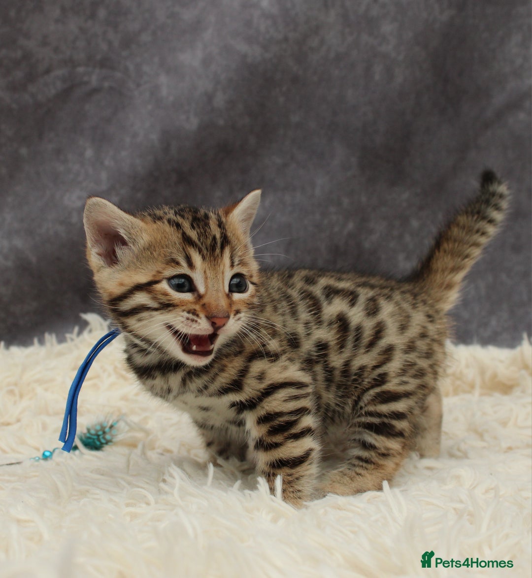 Bengal cats for sale: 🔥Stunning Bengals ready for reservation🔥 - Image 2