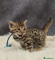 Bengal cats - Advert 5