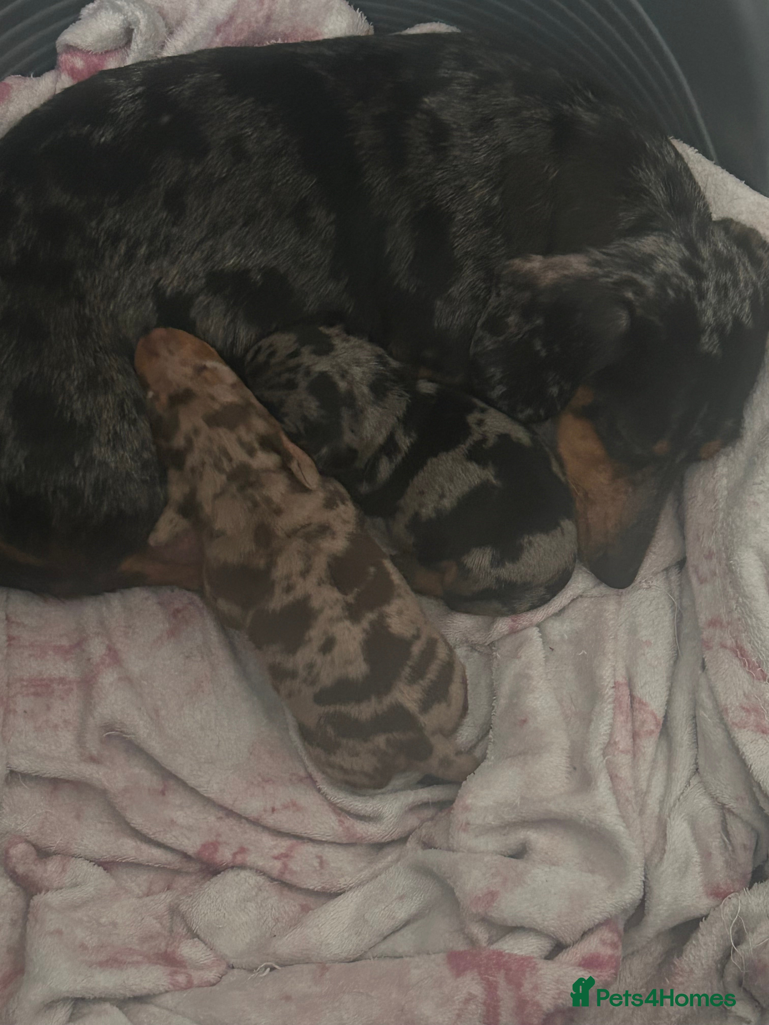 Dachshund dogs 2 adorable dachshunds - Advert 1