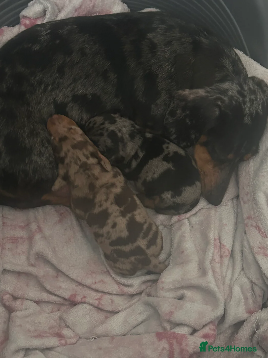 Dachshund dogs for sale: 2 adorable dachshunds - Advert 1