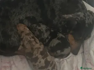 Dachshund dogs 2 adorable dachshunds - Advert 1