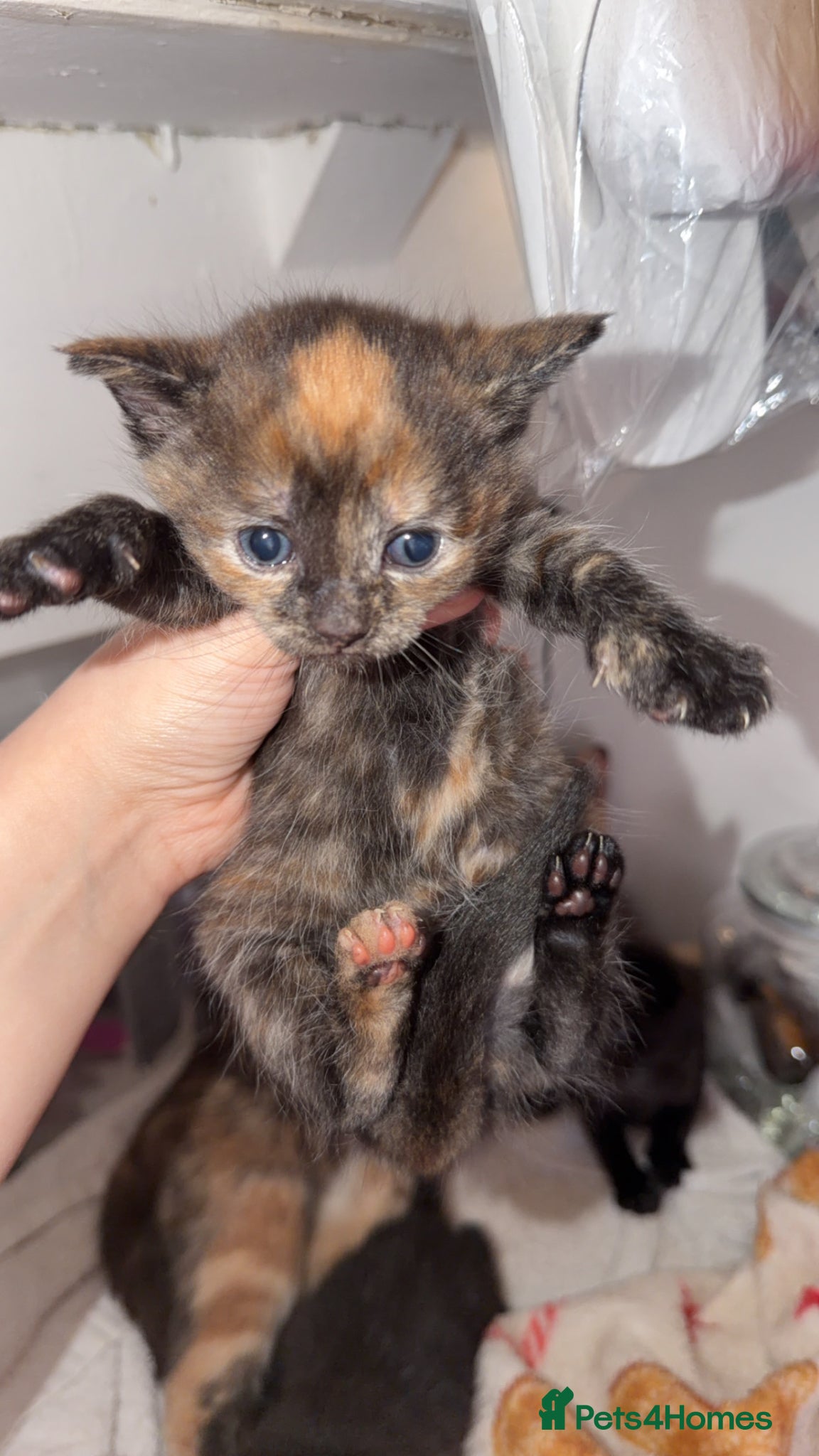 Mixed Breed cats mix breed kittens  - Advert 1