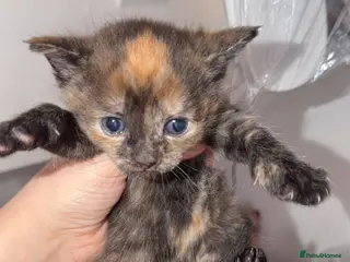 Mixed Breed cats mix breed kittens - Advert 2