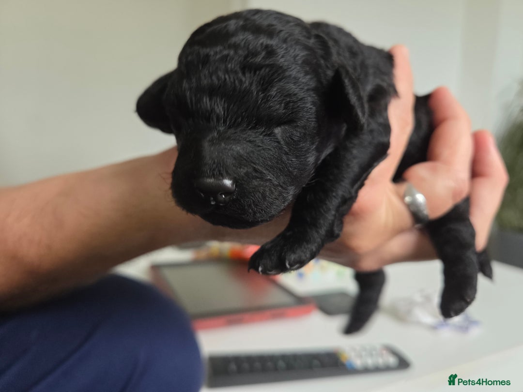 Cockapoo dogs for sale: Cockapoo Puppies  - Advert 11