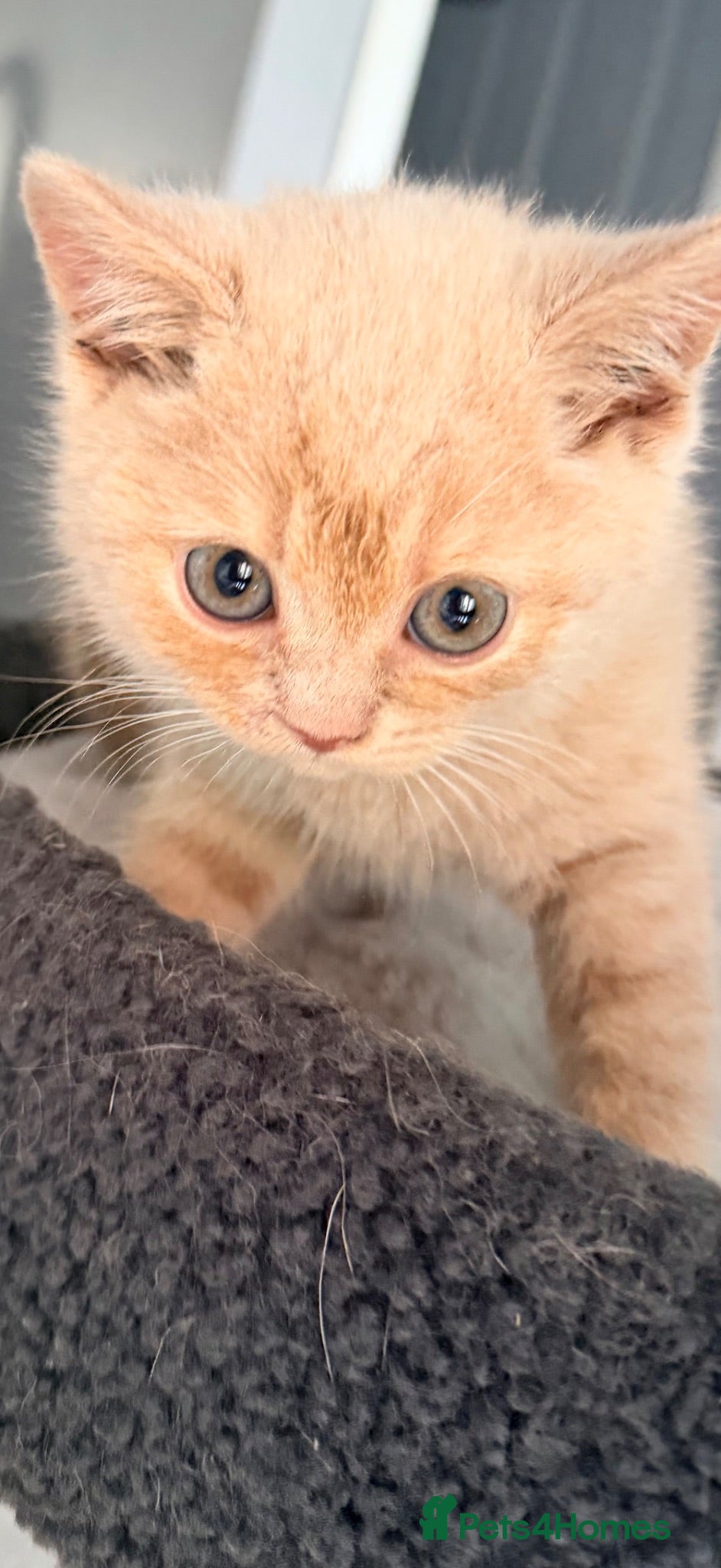 British Shorthair cats TWO MALE CREAM BRITISH SHORTHAIRS FOR SALE  - Advert 2