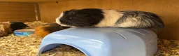 Guinea Pig rodents for sale: Guinea pigs for sale  in Caernarfon - Advert 8