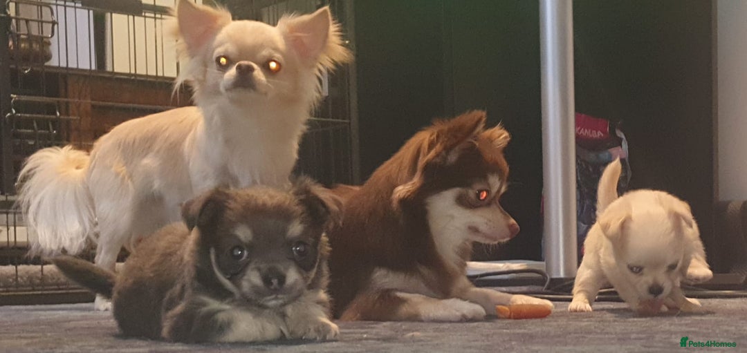 Chihuahua dogs for sale: Gorgeous Tiny Chihuahua Pups - Beautiful Cream Boy - Image 4