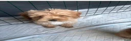 Poochon dogs for sale: Beautiful Poochon Puppies  - Advert 4