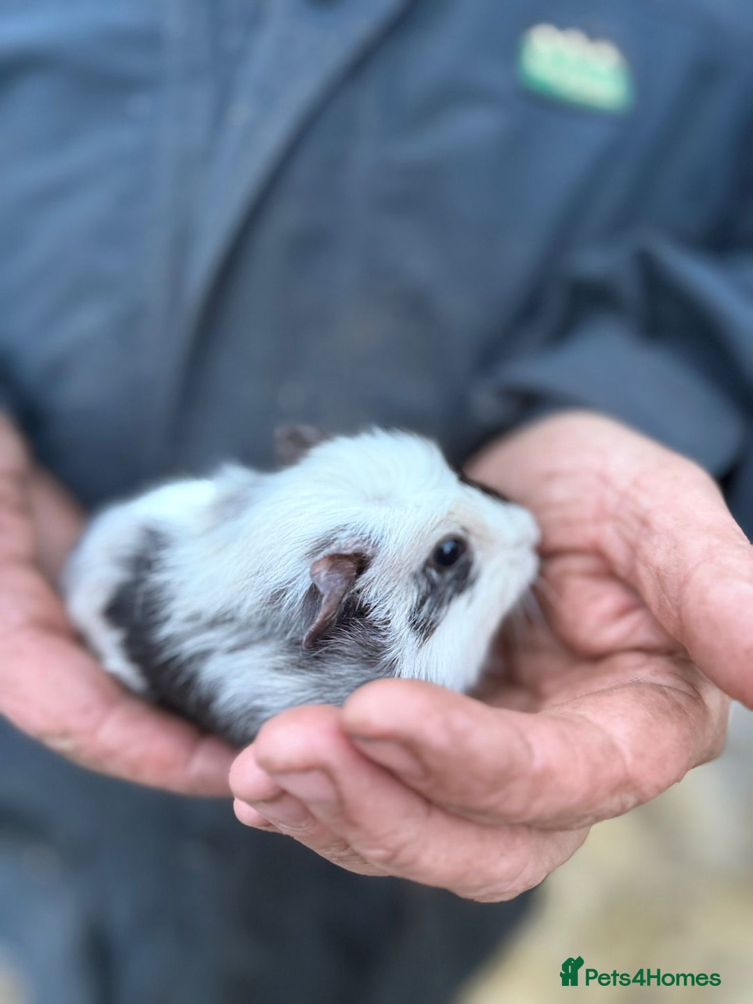 Guinea Pig rodents for sale: 20 lovely guinea pigs for sale  - Advert 8