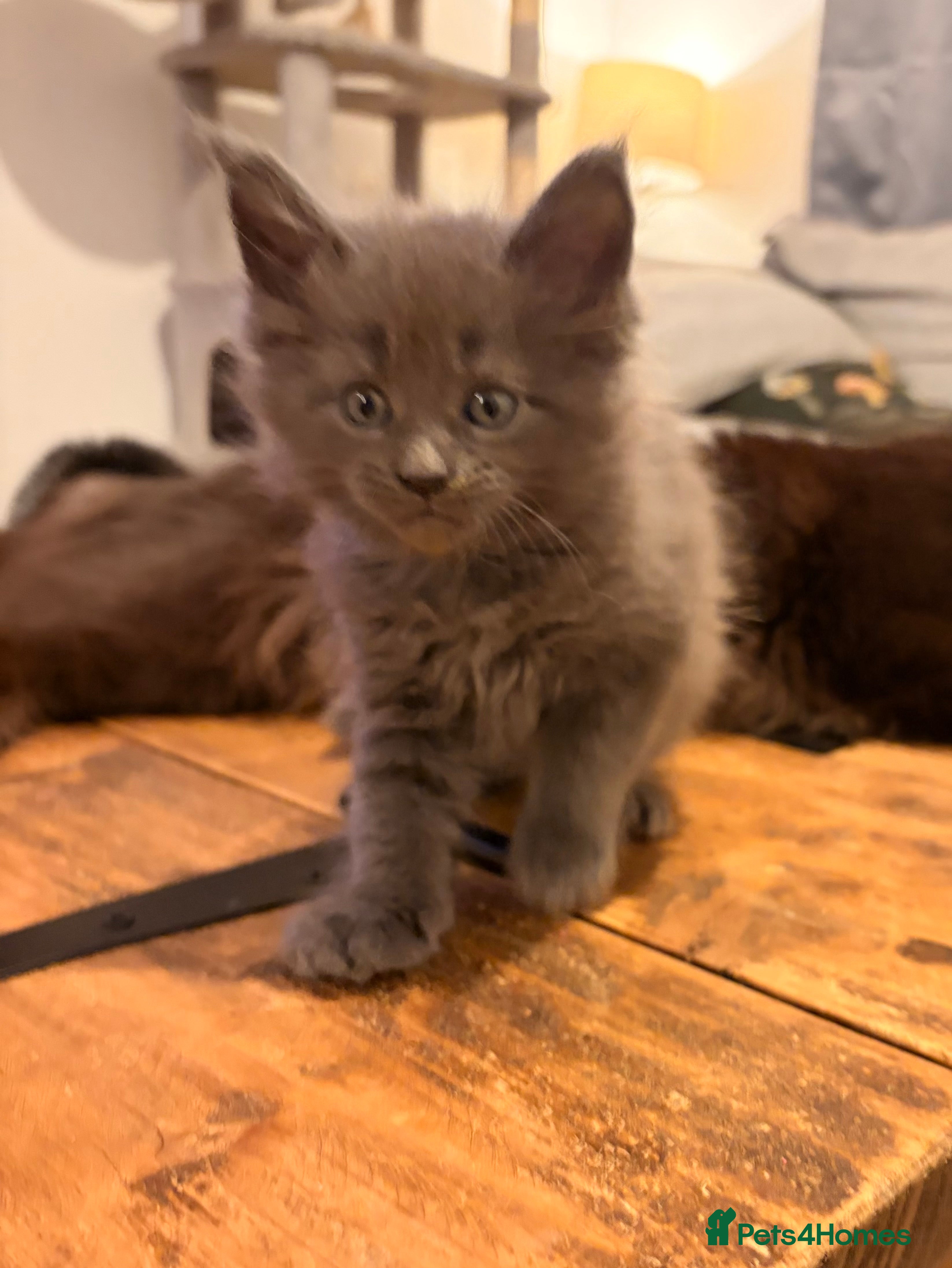 Maine Coon cats Halloween babies 🎃🐈‍⬛ 2 girls left - Advert 2