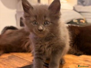 Maine Coon cats Halloween babies 🎃🐈⬛ 2 girls left - Advert 14