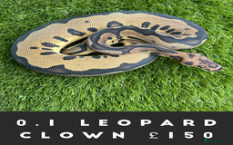 Python Snake reptiles for sale: Royal Pythons  - Image 8
