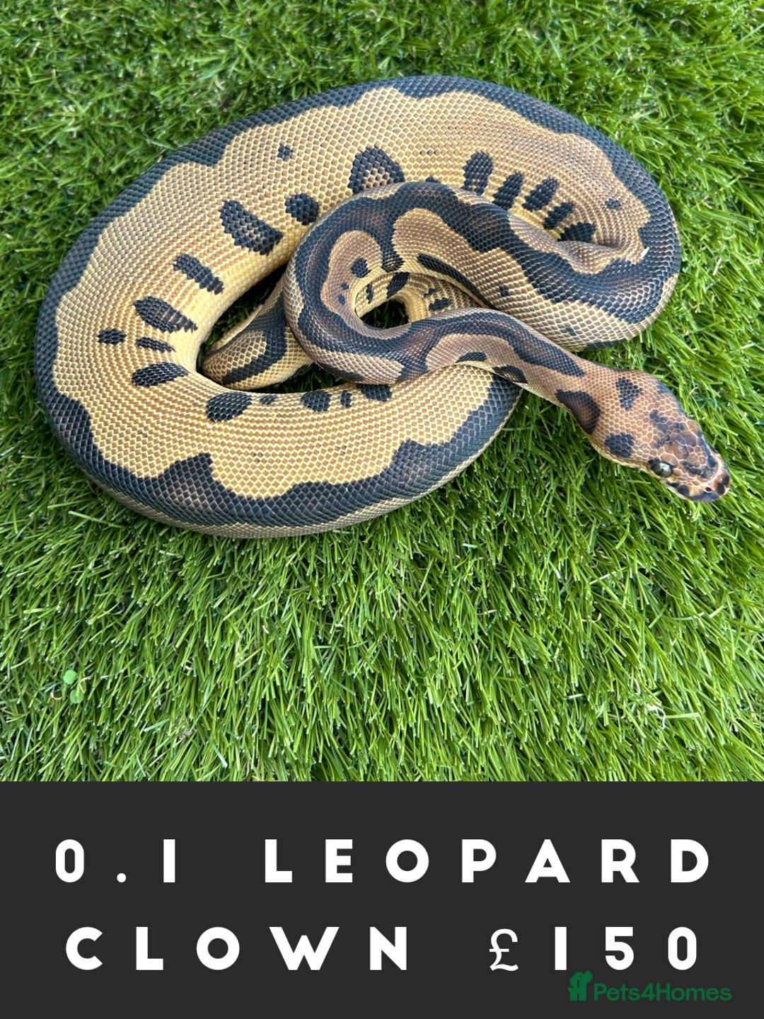 Python Snake reptiles for sale: Royal Pythons  - Image 8