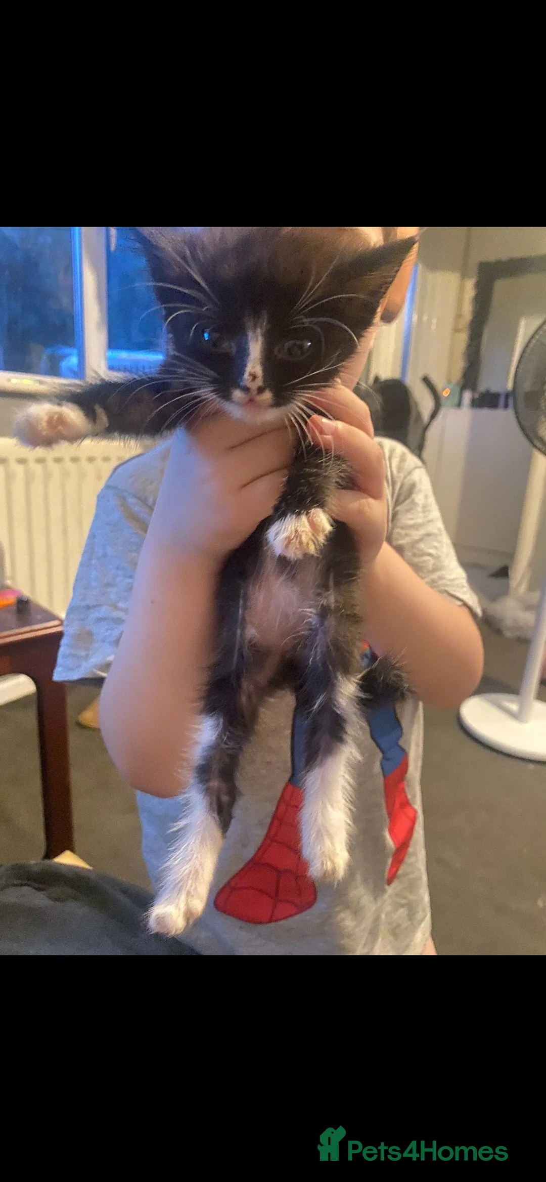 British Shorthair cats for sale: 2 Tuxedo kittens  - Advert 2