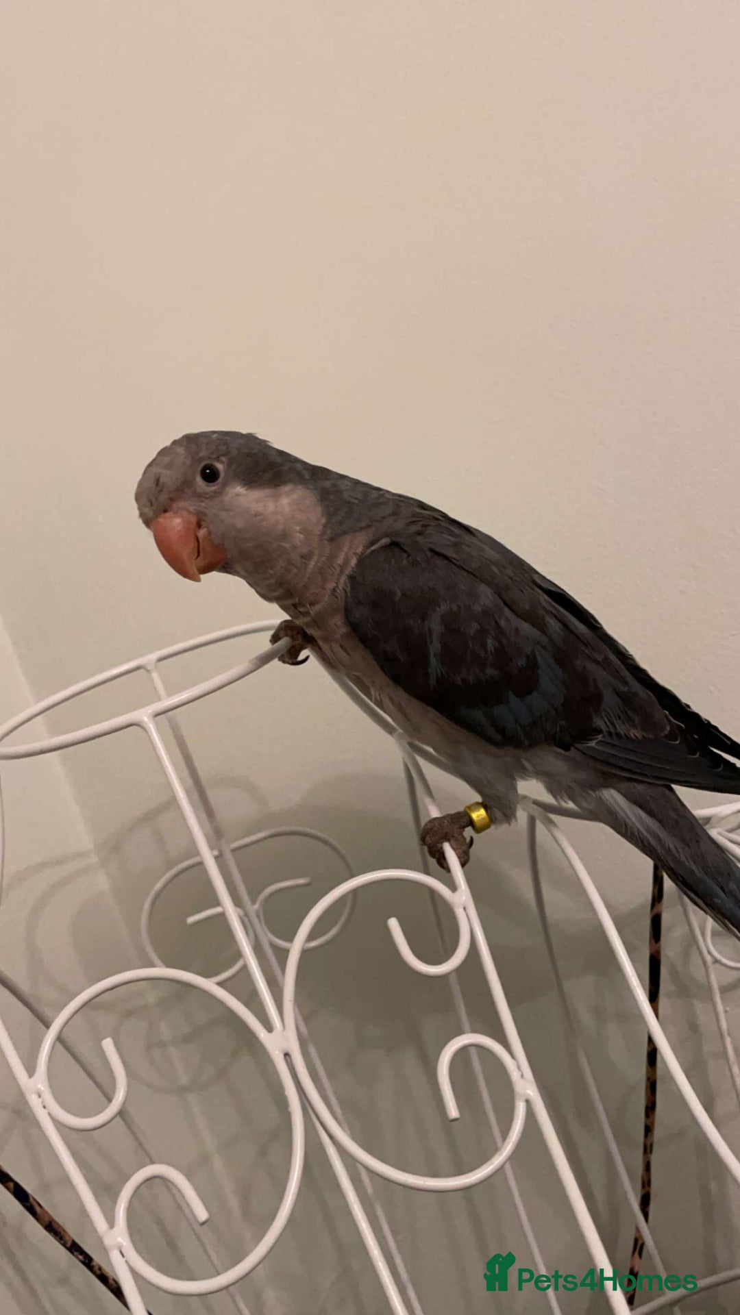 Parrots birds for sale: Tamed Quaker parrot  - Image 4