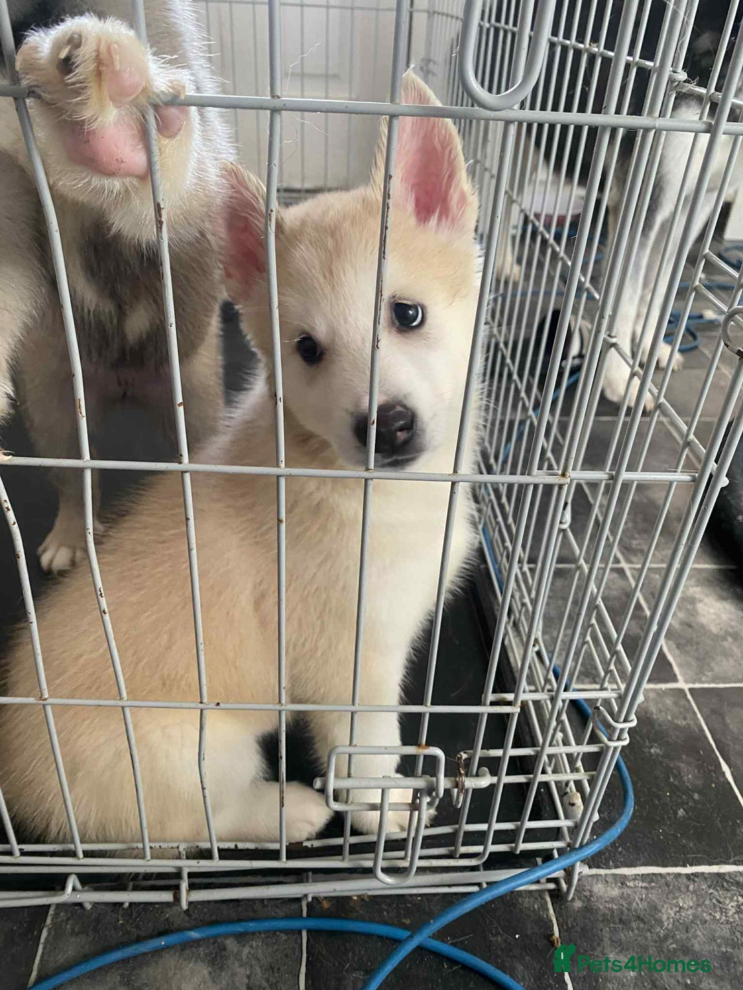 Huskita dogs for sale: ❤️huskey/ akita - Advert 7