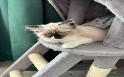 Ragdoll cats for sale: Ragdoll - Image 3