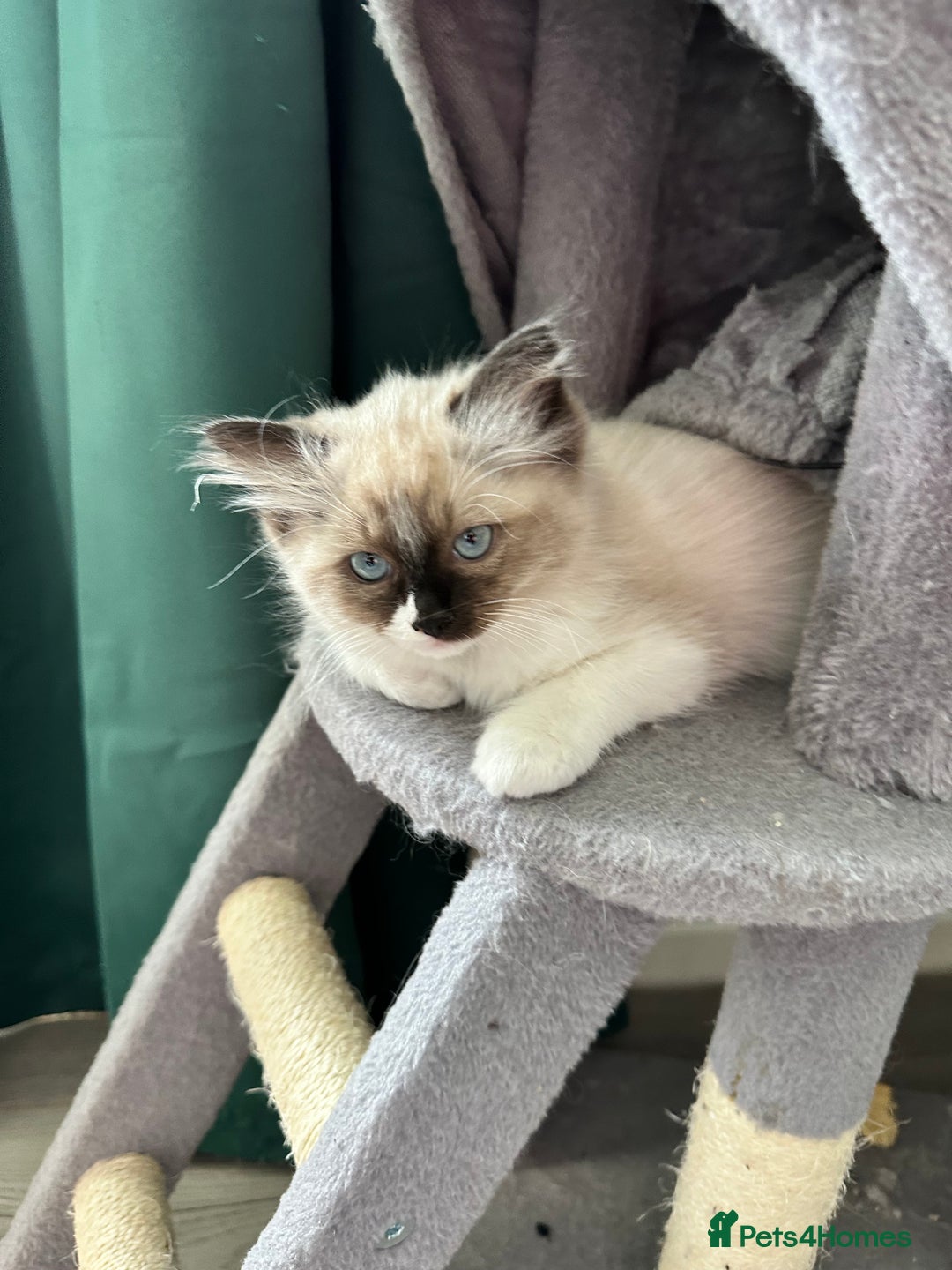 Ragdoll cats for sale: Ragdoll - Image 3