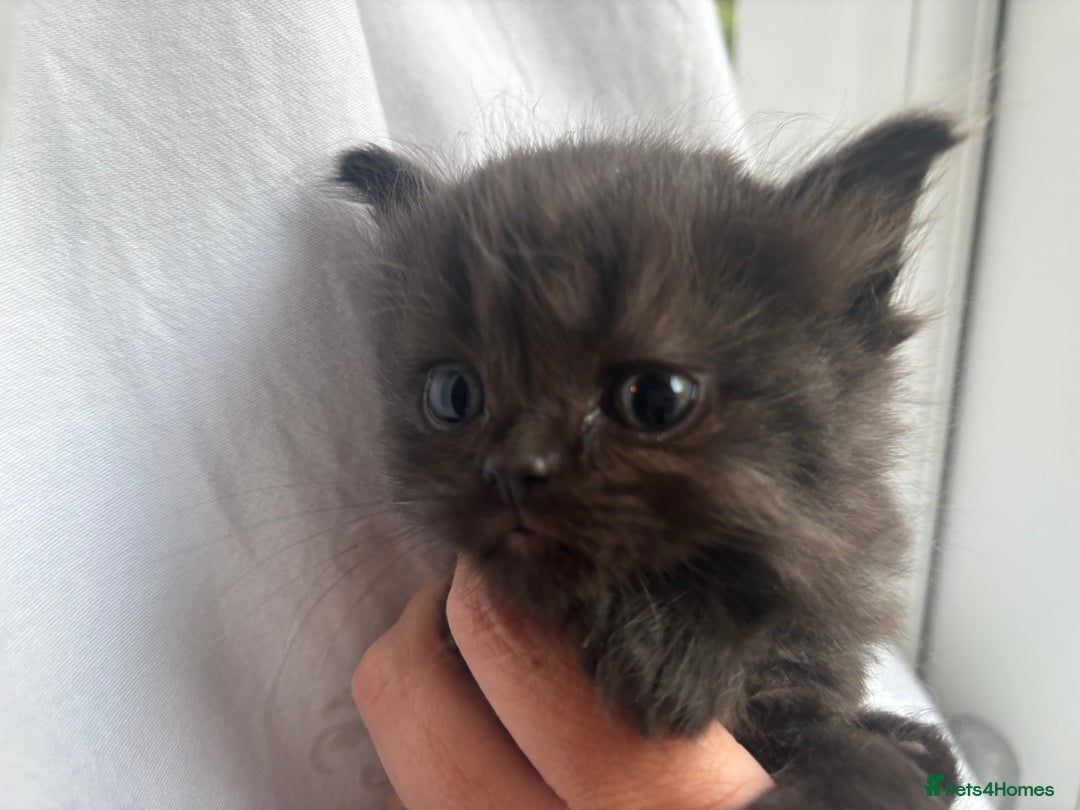 Persian cats for sale: Persian Ragdoll Kittens  - Image 18