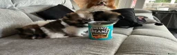 Pomeranian dogs for sale: True Tiny pomeranians teddy bear faced*ready now * - Advert 25