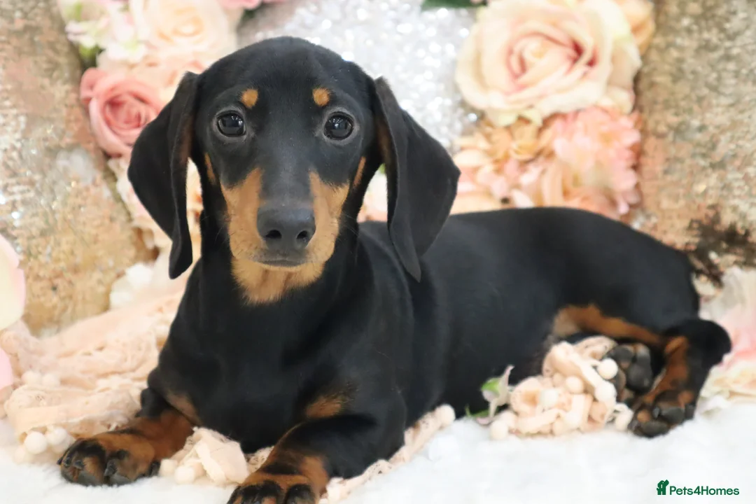 Miniature Dachshund dogs for sale: Miniature Dachshund Puppies - Advert 20