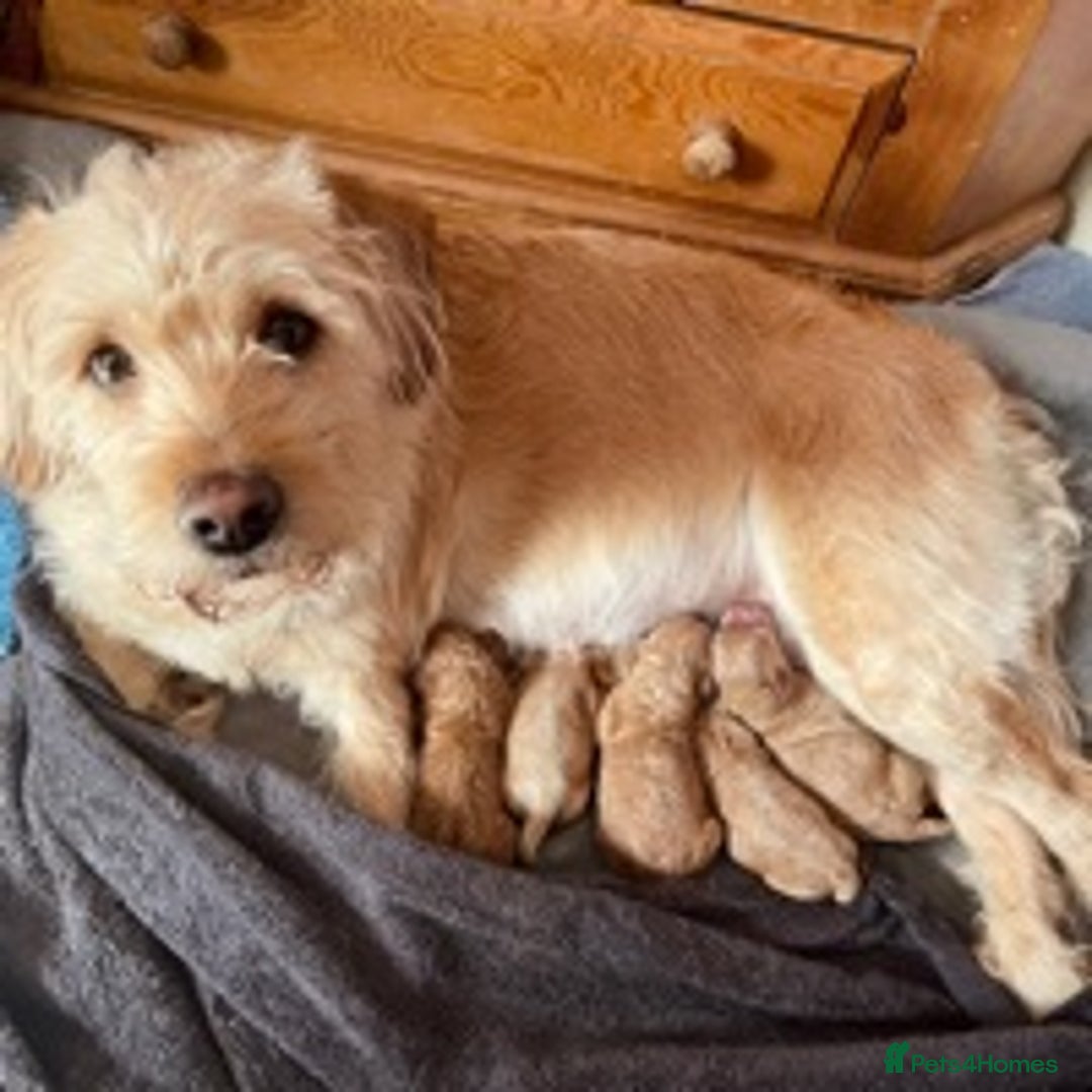 Cavapoo dogs for stud: KC miniature poodle for stud in Alford - Image 9
