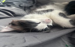 Norwegian Forest Cat cats for sale: Kitten Nala - Image 4