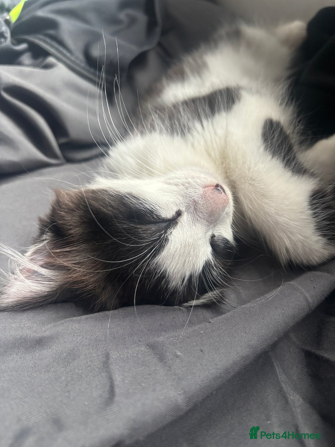 Norwegian Forest Cat cats for sale: Kitten Nala - Image 4