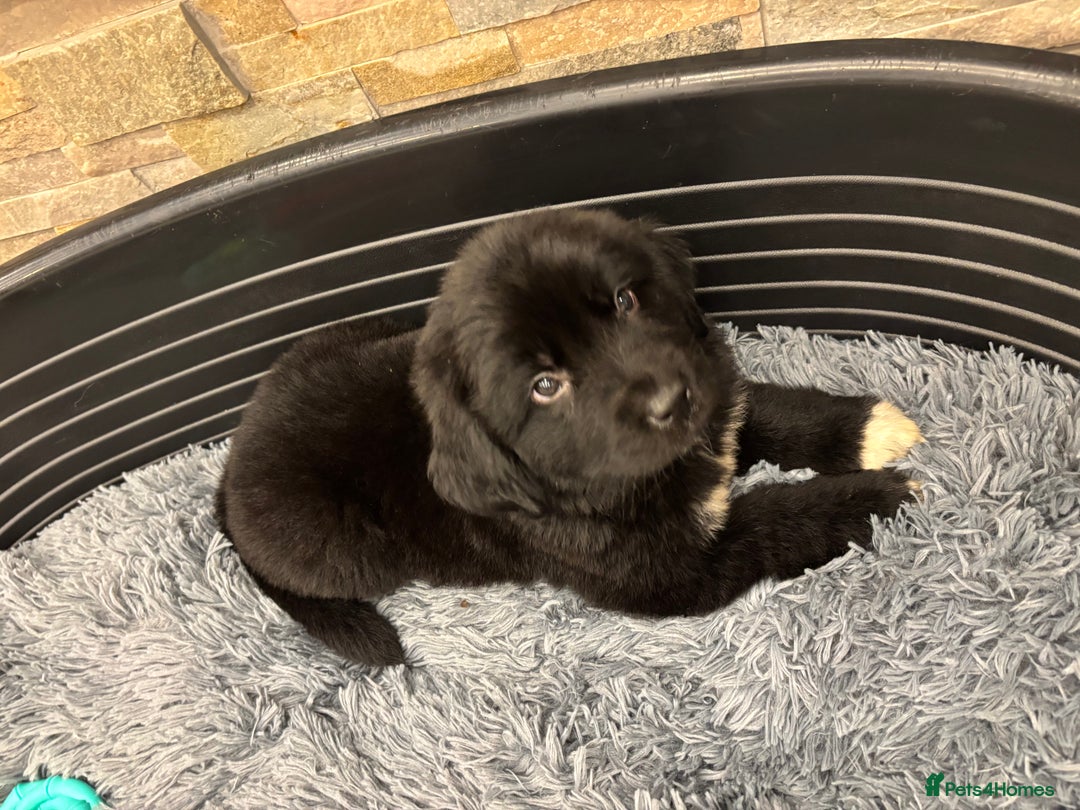 Newfoundland dogs for sale: Newfoundland puppies - Image 9