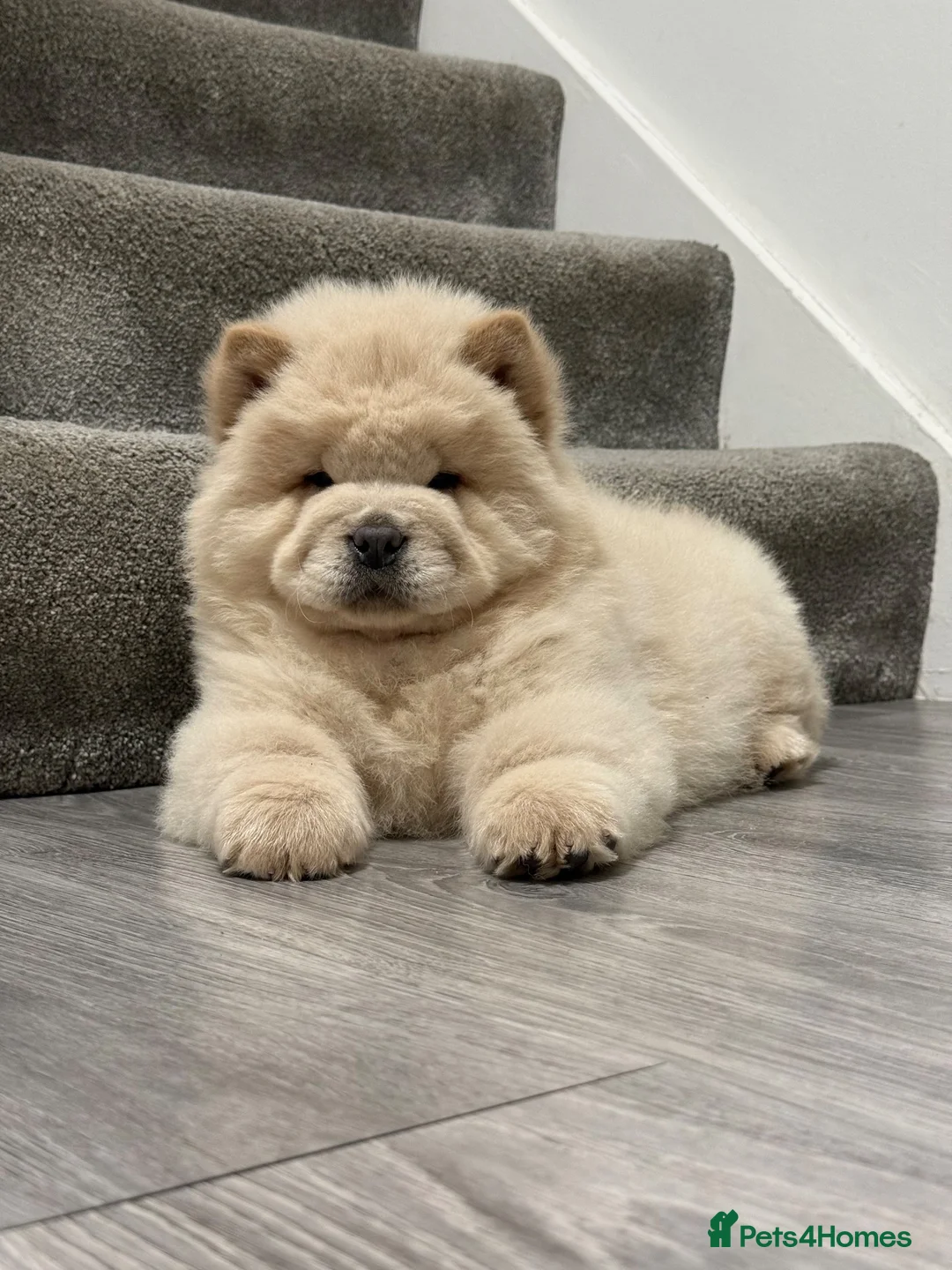 Chow Chow dogs for sale: Beautiful chow chow puppies  - Advert 2