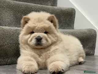 Chow Chow dogs Beautiful chow chow puppies - Advert 2