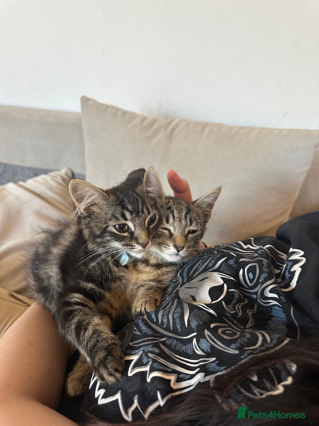 Mixed Breed cats for sale: 2 stunning playful kittens  - Image 3